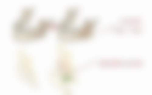 总结——首都医 科 大学附属北京朝阳医院(整形外科（本部）)怎么样？