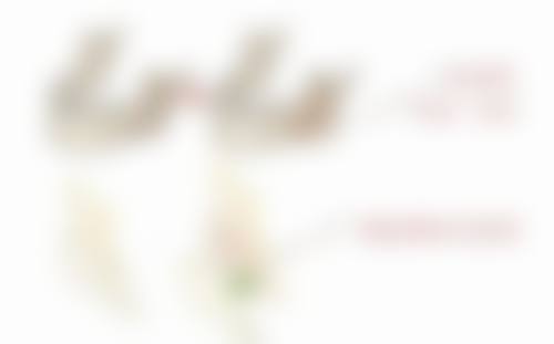 毛晓彤双眼皮割过吗？尚无实锤，同时了解双眼皮手术类型及医美医院选择